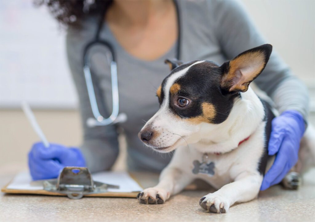 Quebec Veterinary